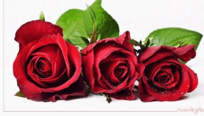 Байрамингиз муборак бўлсин, азиз опа-сингиллар!