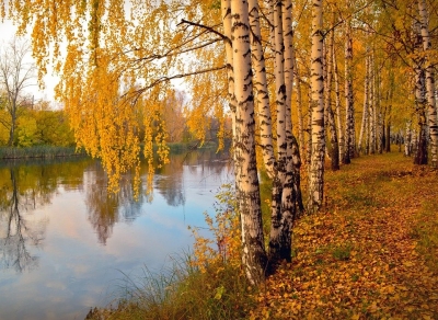 Куз таровати